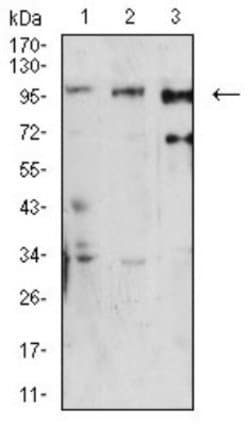 Dynamin 2 Antibody (3F5C7) - BSA Free, Novus Biologicals 0.1 ml; Unconjugated:Antibodies,
